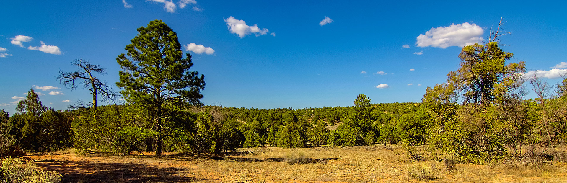 20 Wooded Mountain Acres bordering Cibola National Forest